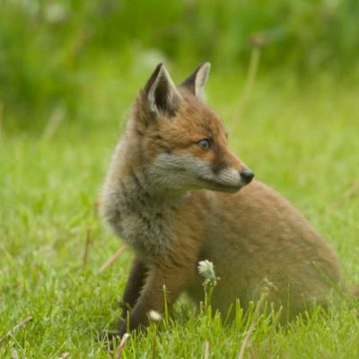 Fox Cub living on our farm, looking over its shoulder