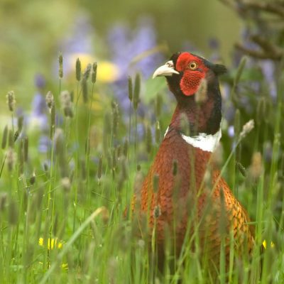 Male pheasant looking to the left in a meadow