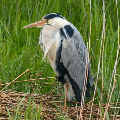 Heron sitting on their nest in reeds