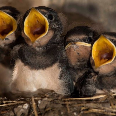 four swallow chicks in the nest with their mouths open waiting for food from their parents